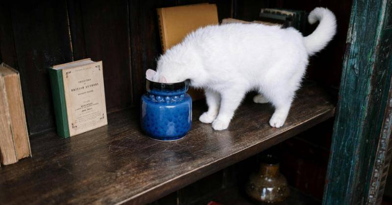 Pexels/CottonbroStudio